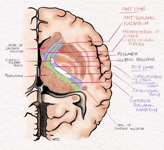 blood-supply-of-the-internal-capsule-bonus-episode-neurology